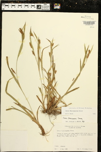 Carex flaccosperma image