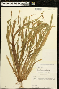 Carex flaccosperma image