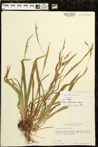 Carex flaccosperma image