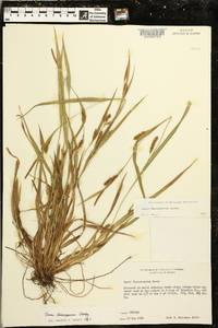 Carex flaccosperma image