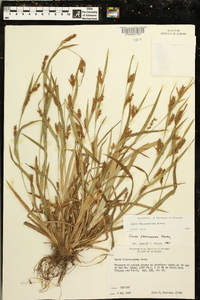 Carex flaccosperma image