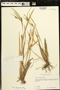 Carex flaccosperma image