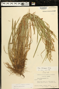 Carex flaccosperma image