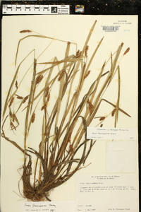 Carex flaccosperma image