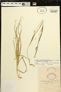 Carex flaccosperma image