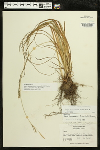 Carex impressinervia image