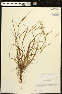 Carex planispicata image