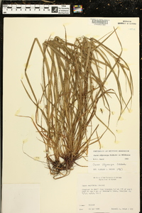 Carex oligocarpa image