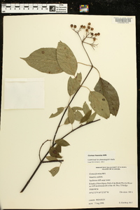 Cornus foemina image