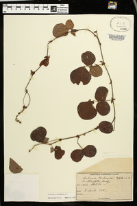 Desmodium rotundifolium image