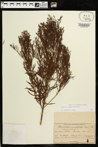 Baccharis angustifolia image