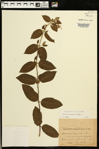 Lonicera macrantha image