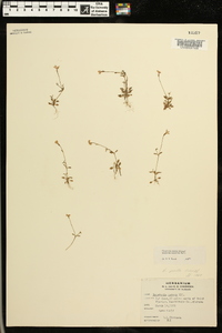 Houstonia pusilla image