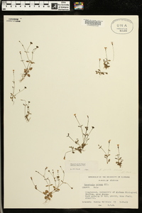 Houstonia pusilla image