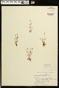 Houstonia pusilla image