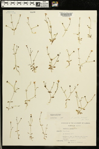 Houstonia pusilla image