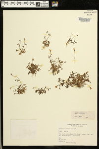 Houstonia pusilla image