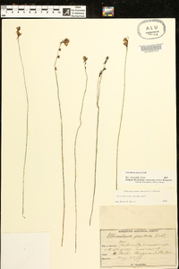 Utricularia juncea image