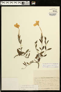 Ruellia noctiflora image