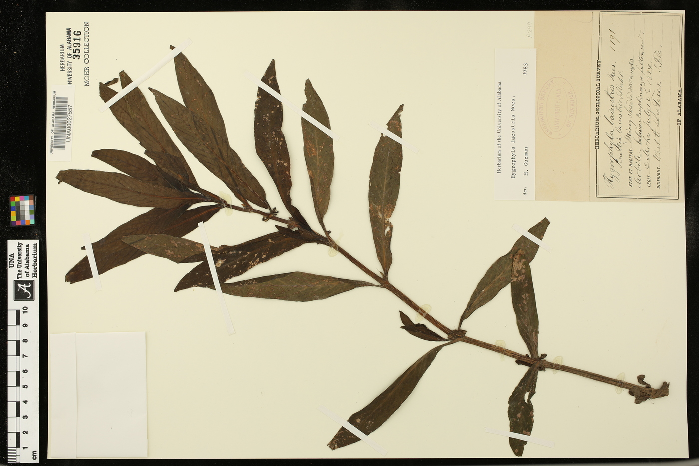 Hygrophila lacustris image