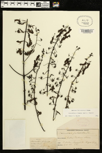 Macranthera flammea image