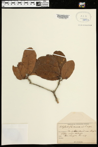 Quercus cinerea image