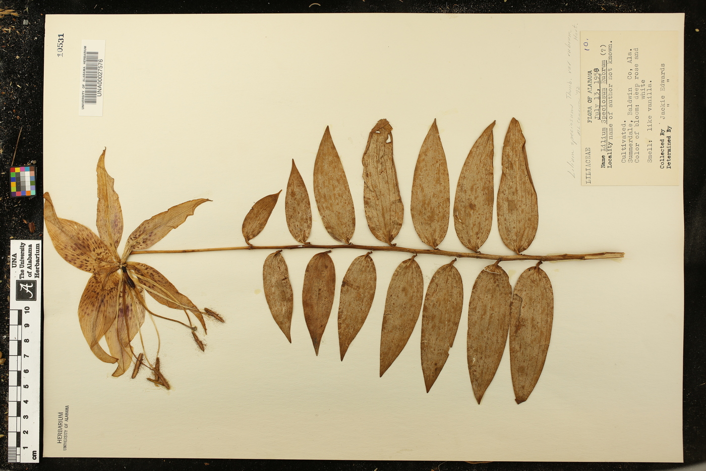 Lilium speciosum image