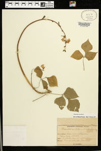 Phaseolus coccineus image