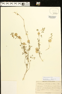 Medicago orbicularis image