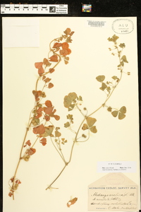 Medicago arabica image