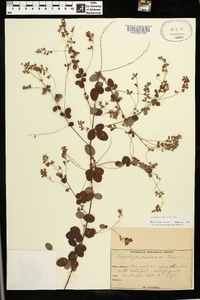 Lespedeza violacea image