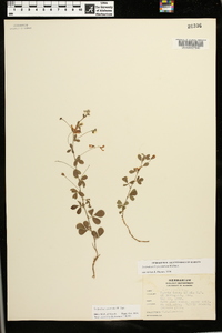 Lespedeza repens image