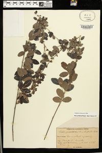 Lespedeza violacea image