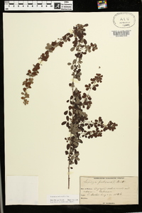 Lespedeza violacea image