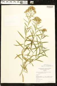 Solidago altissima subsp. altissima image