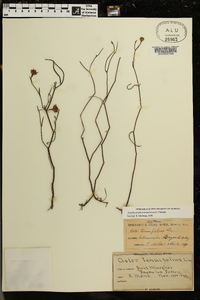 Symphyotrichum tenuifolium image