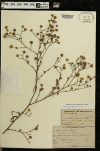 Symphyotrichum subulatum var. ligulatum image