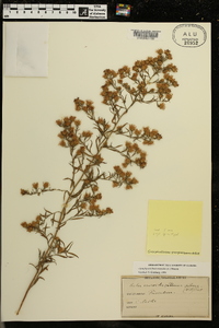 Symphyotrichum ericoides image