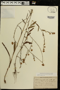Symphyotrichum laeve var. purpuratum image