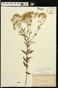 Eupatorium hyssopifolium var. laciniatum image