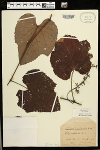 Vitis aestivalis var. aestivalis image