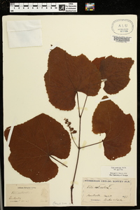 Vitis aestivalis var. aestivalis image