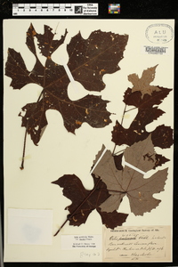 Vitis aestivalis var. bicolor image