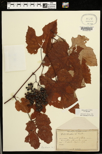 Vitis aestivalis var. aestivalis image