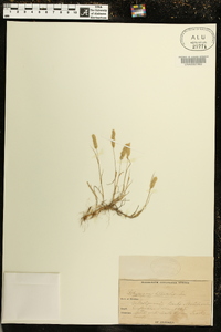Polypogon littoralis image