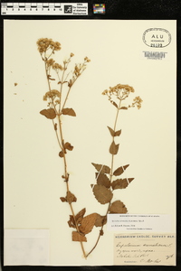 Ageratina aromatica image