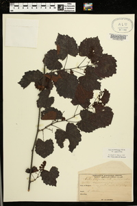 Muscadinia rotundifolia image