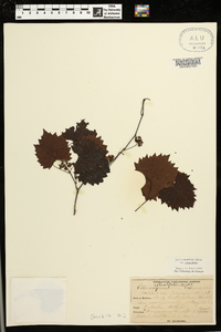 Muscadinia rotundifolia var. rotundifolia image