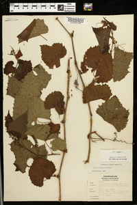 Vitis vulpina image