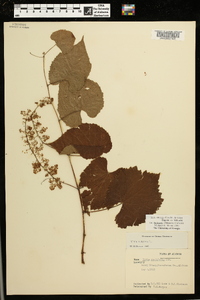 Vitis cinerea var. baileyana image